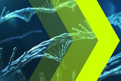 Drei gelbe Pfeile mit unterschiedlicher Transparenz vor blauen mRNA-Molekülen.