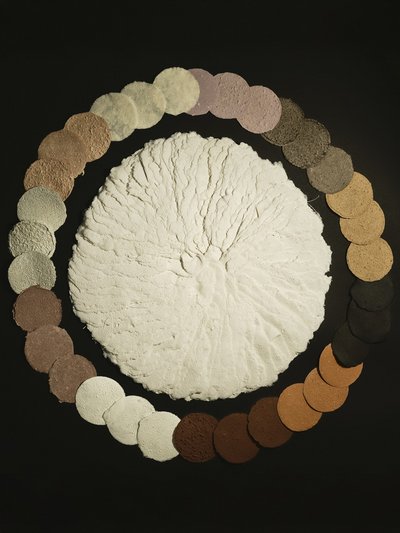 Das Kunstwerk Agaricales album zeigt die Unterseite eines weißen Lamellenpilzes. Die farbigen Pilz-Papiere bestehen aus unterschiedlichen Pilzarten.