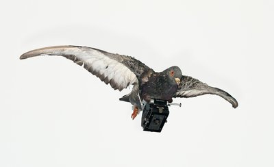Die Brieftauben-Kamera wird im Einsatz gezeigt: Es ist eine schwarze Kastenkamera mit Objektiv, die von einer präparierten Brieftaube im Flug getragen wird.