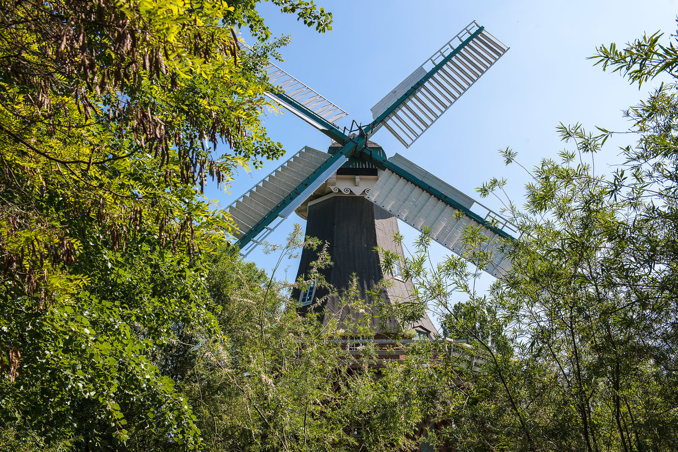 Kappe und ausladende Flügel einer Holländermühle zwischen grünen Baumwipfeln. 