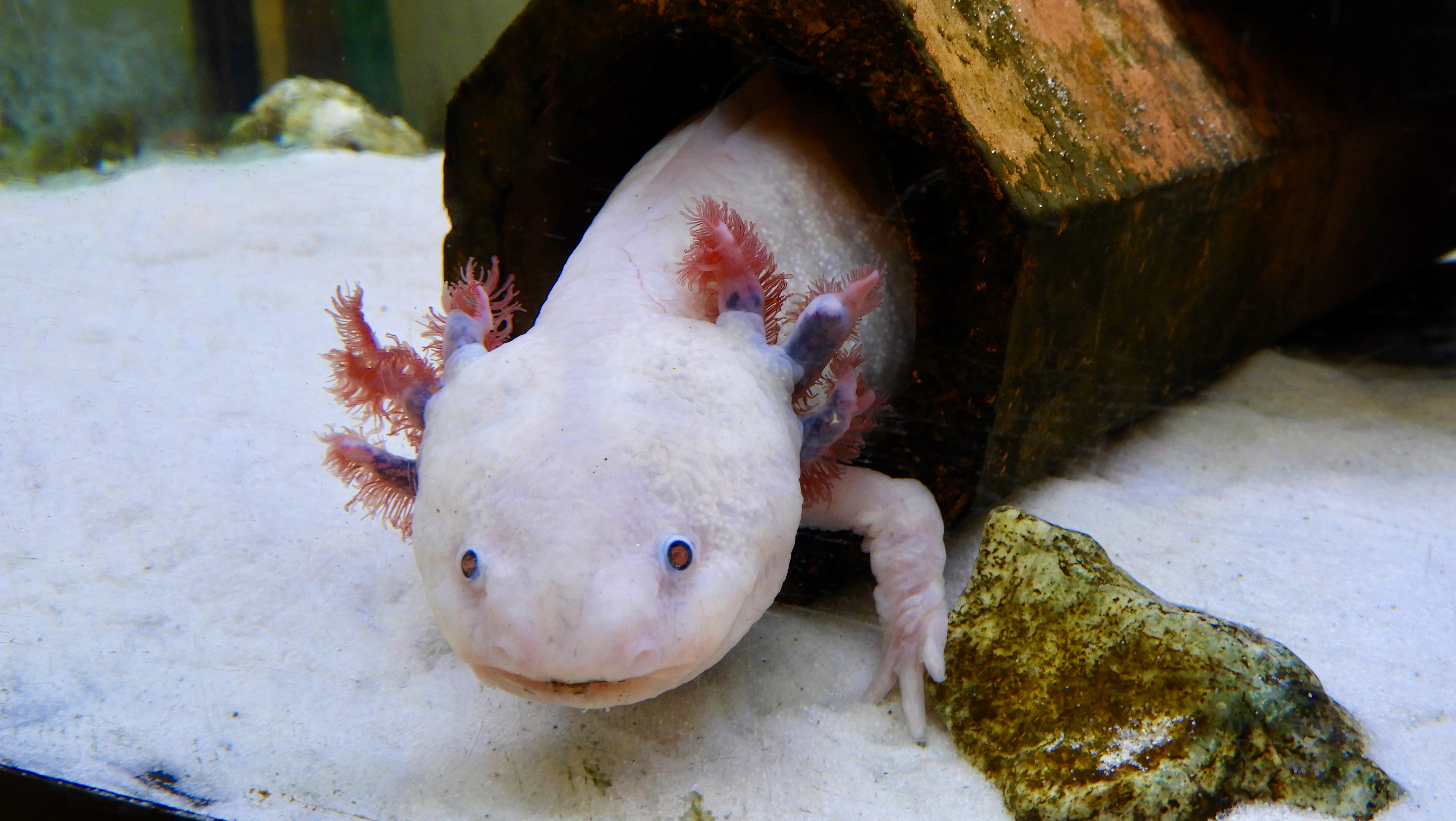 Zu sehen ist ein weißer Lurch mit rot-lila Kiemen in einem Aquarium, unter ihm weißer Sand. 
